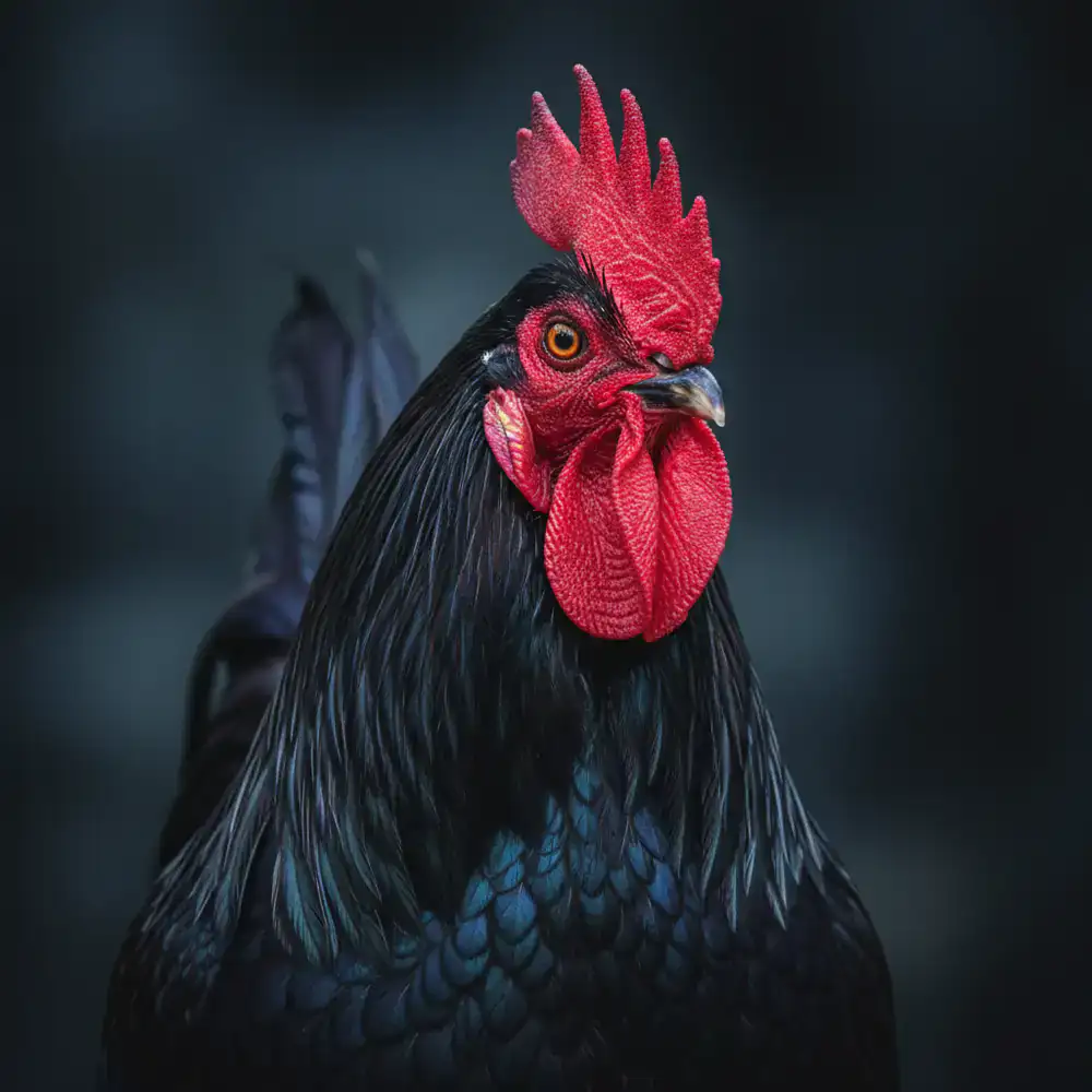 Close up portrait of a premium heritage rooster
