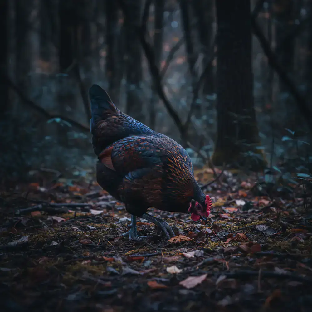 Heritage hen foraging