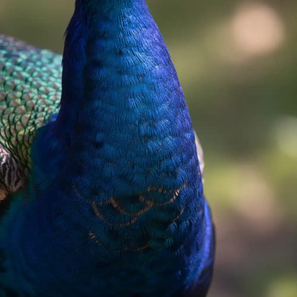 Detailed feather pattern of a breeding bird